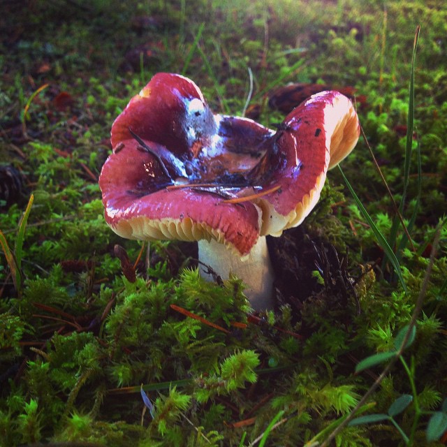 Сыроежка турецкая (Russula turci)