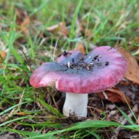Сыроежка волнистая (Russula atropurpurea)