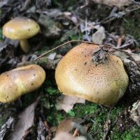 Рядовка золотая (Tricholoma auratum)