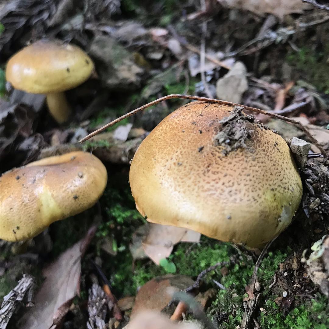 Рядовка золотая (Tricholoma auratum)