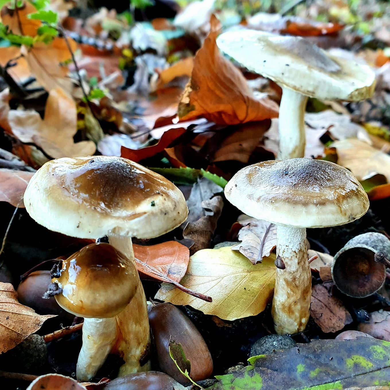 Гигрофор персона (Hygrophorus persoonii)