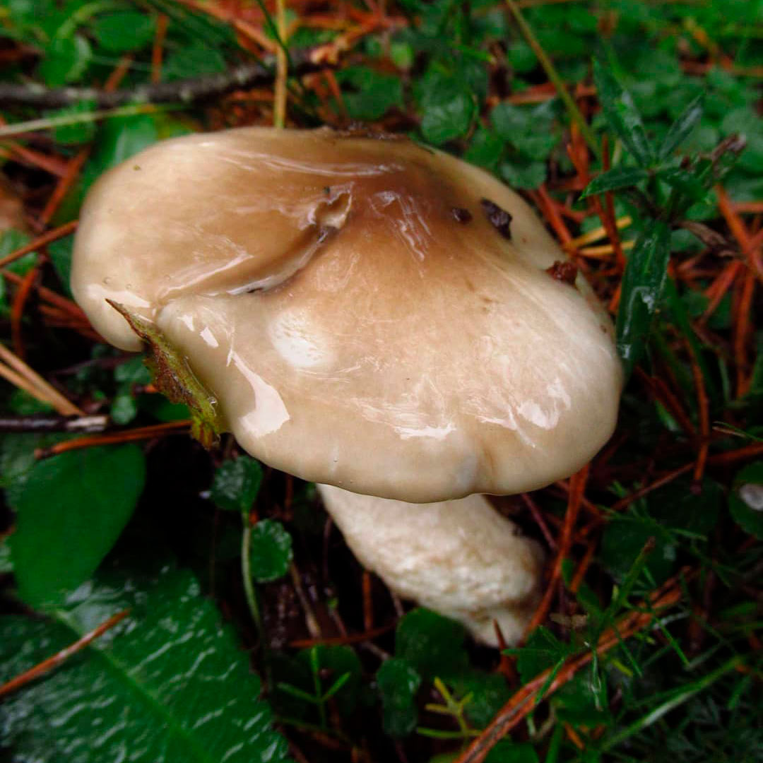Гигрофор скрывающийся (Hygrophorus latitabundus)