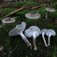 Гигрофор Корхонена (Hygrophorus korhonenii)