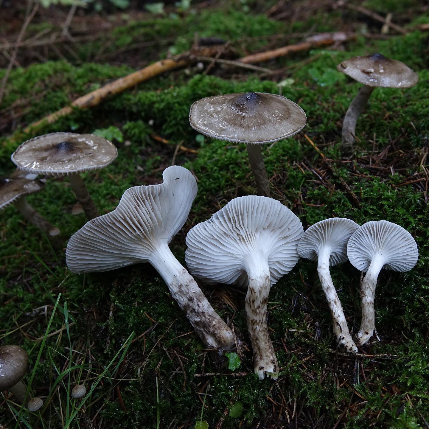 Гигрофор Корхонена (Hygrophorus korhonenii)
