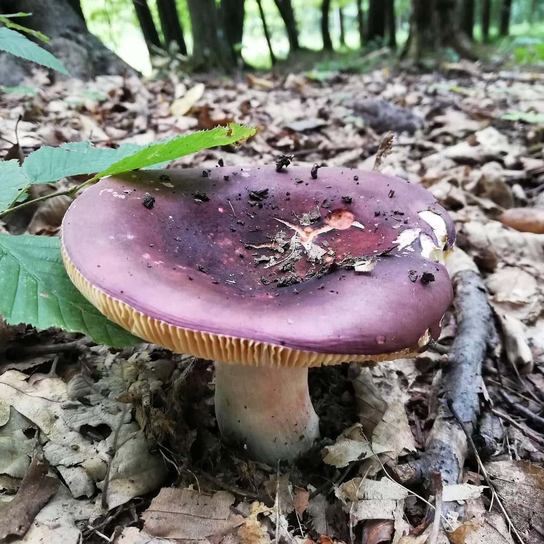 Сыроежка ломкая (Russula fragilis) 