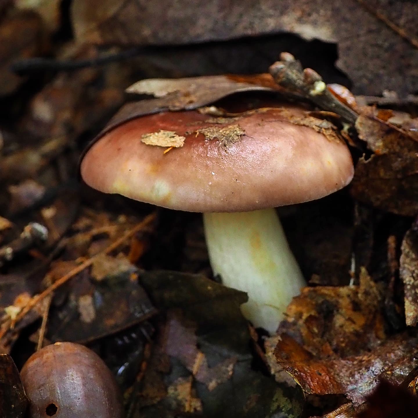 Сыроежка сардониксовая (Russula puellaris)
