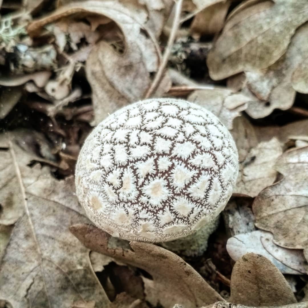 Дождевик клочковатый (Lycoperdon mammiforme)