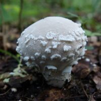 Дождевик клочковатый (Lycoperdon mammiforme)
