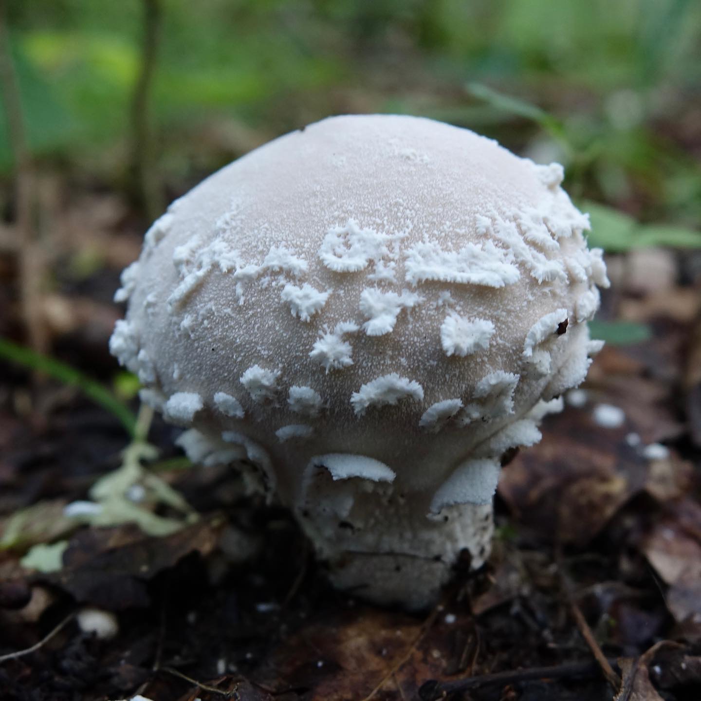 Дождевик клочковатый (Lycoperdon mammiforme)