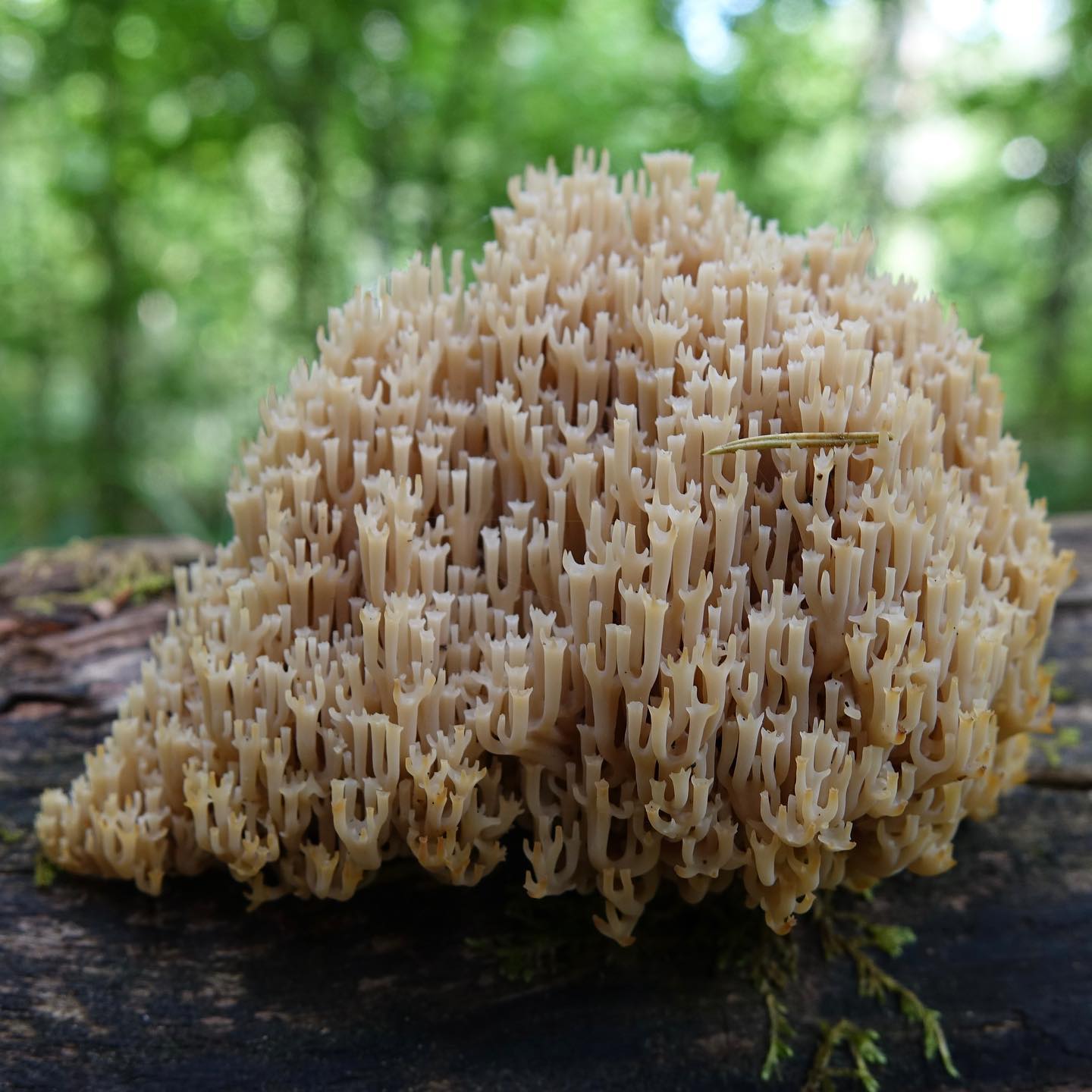 Клавикорона крыночковидная (Artomyces pyxidatus)