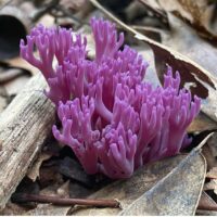 Рогатик аметистовый (Clavulina amethystina)