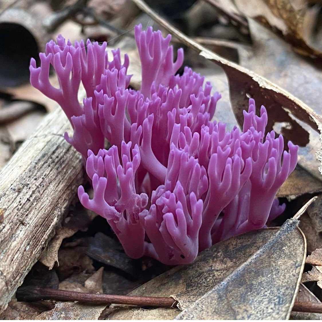 Рогатик аметистовый (Clavulina amethystina)