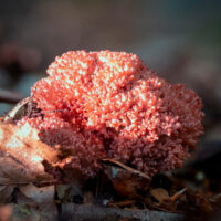 Рогатик гвоздевой (Ramaria botrytis)
