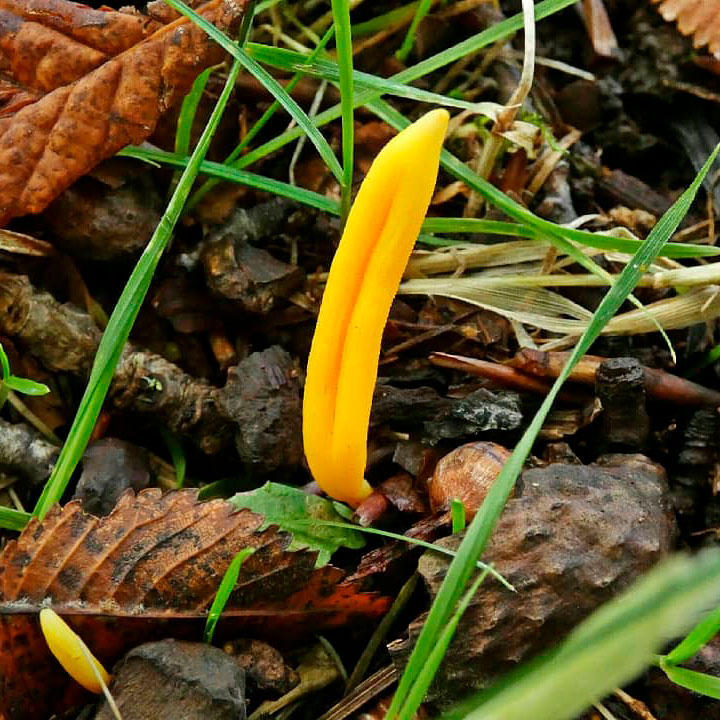Клавулинопсис палевый (Clavulinopsis helvola)