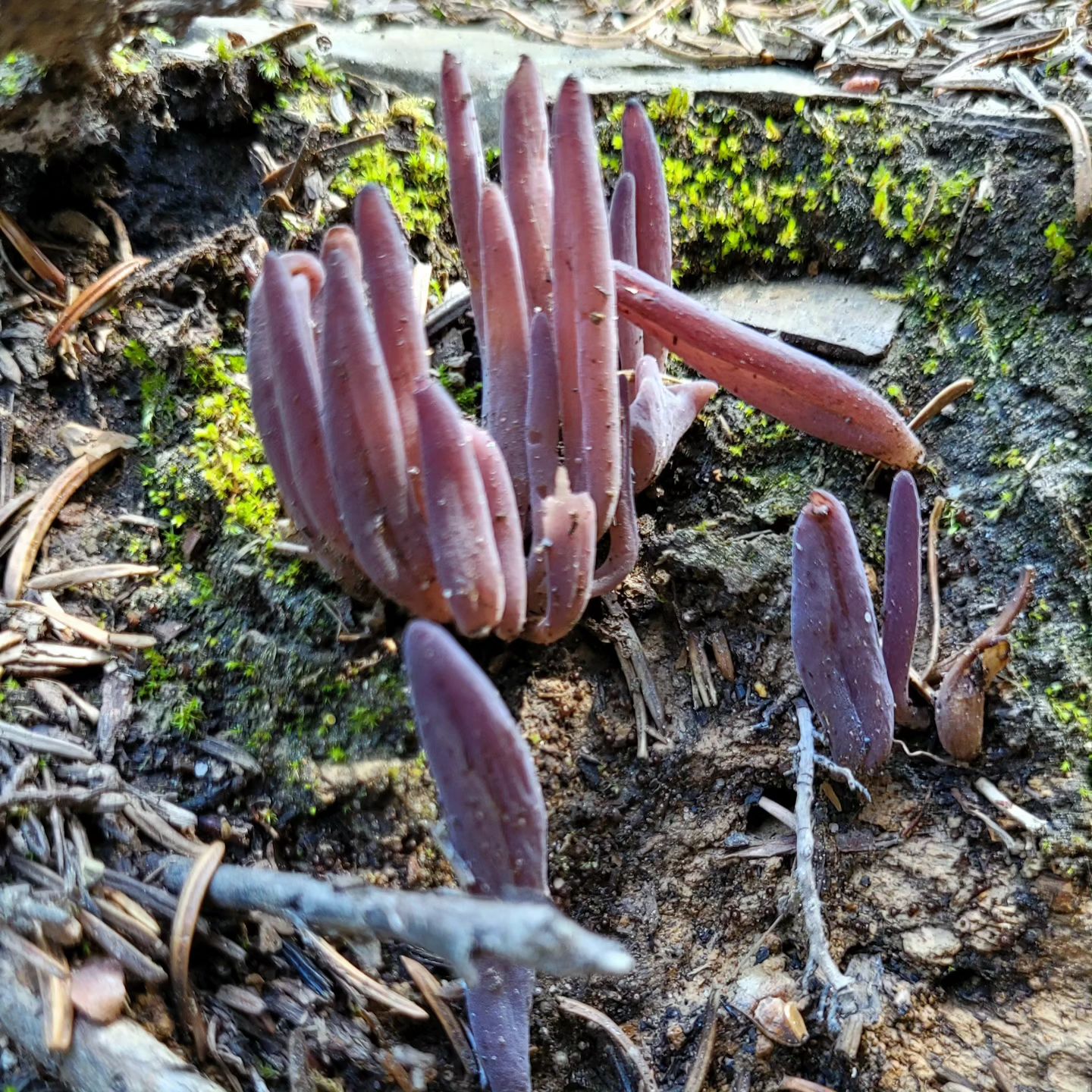 Аллоклавария пурпуровая (Alloclavaria purpurea)