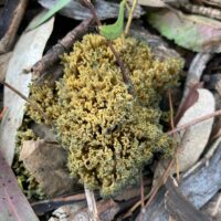 Феоклавулина пихтовая (Phaeoclavulina abietina)