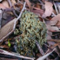 Феоклавулина пихтовая (Phaeoclavulina abietina)