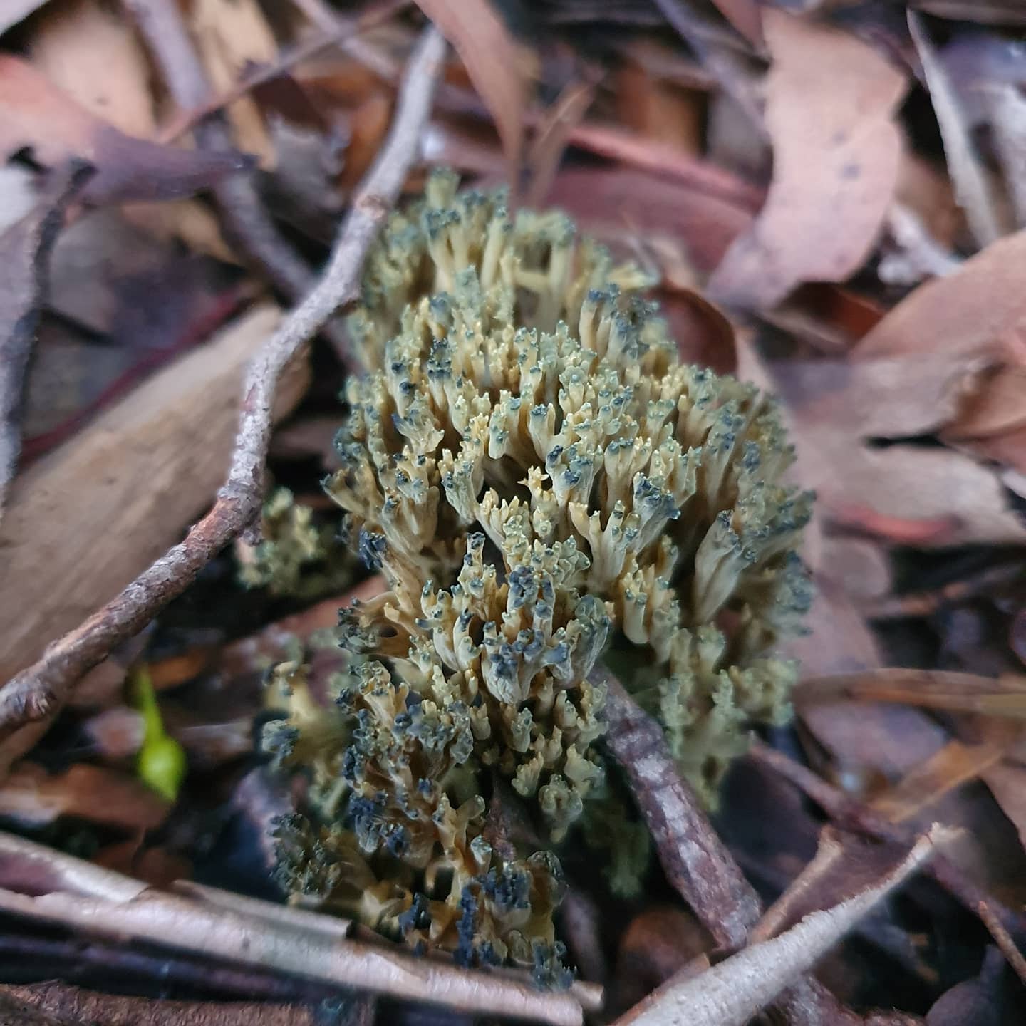 Феоклавулина пихтовая (Phaeoclavulina abietina)