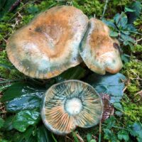 Lactarius chelidonium