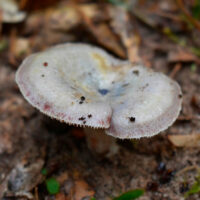 Lactarius paradoxus