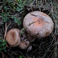 Lactarius quieticolor