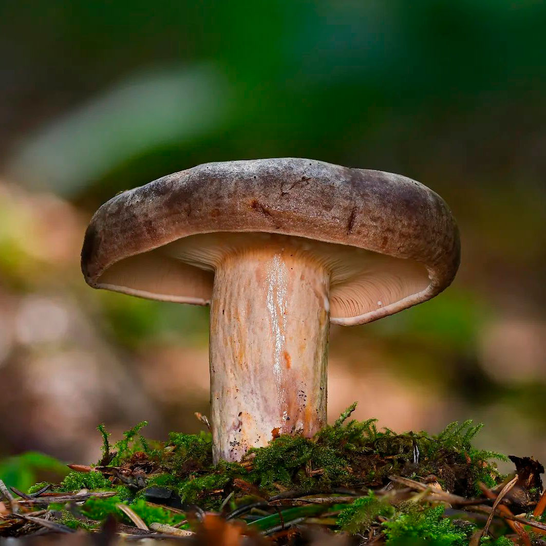 Млечник лиловеющий (Lactarius violascens)