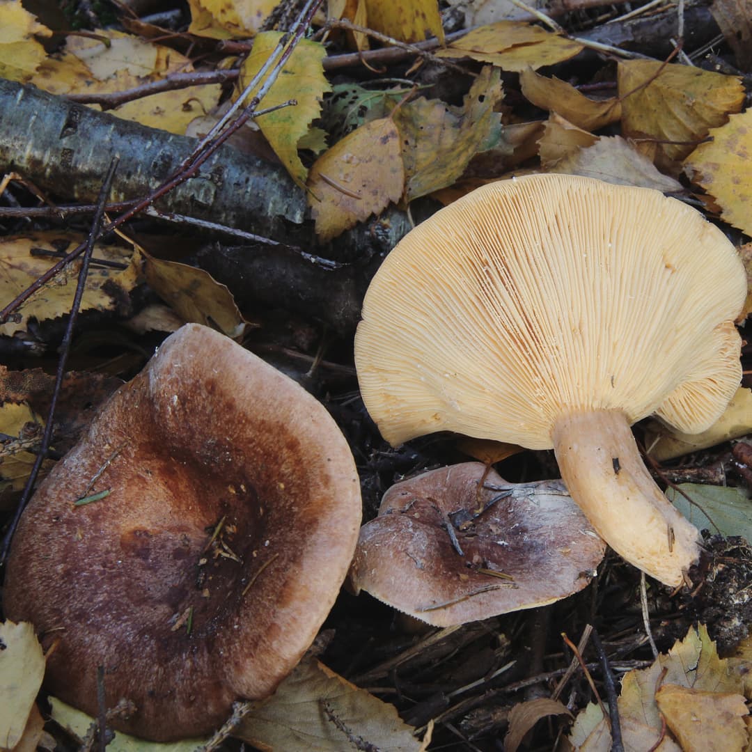 Млечник мясо-красный (Lactarius hysginus)