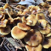 Чешуйчатка боровая (Pholiota spumosa)