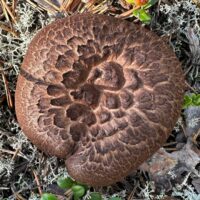 Ежовик чешуйчатый (Sarcodon squamosus)