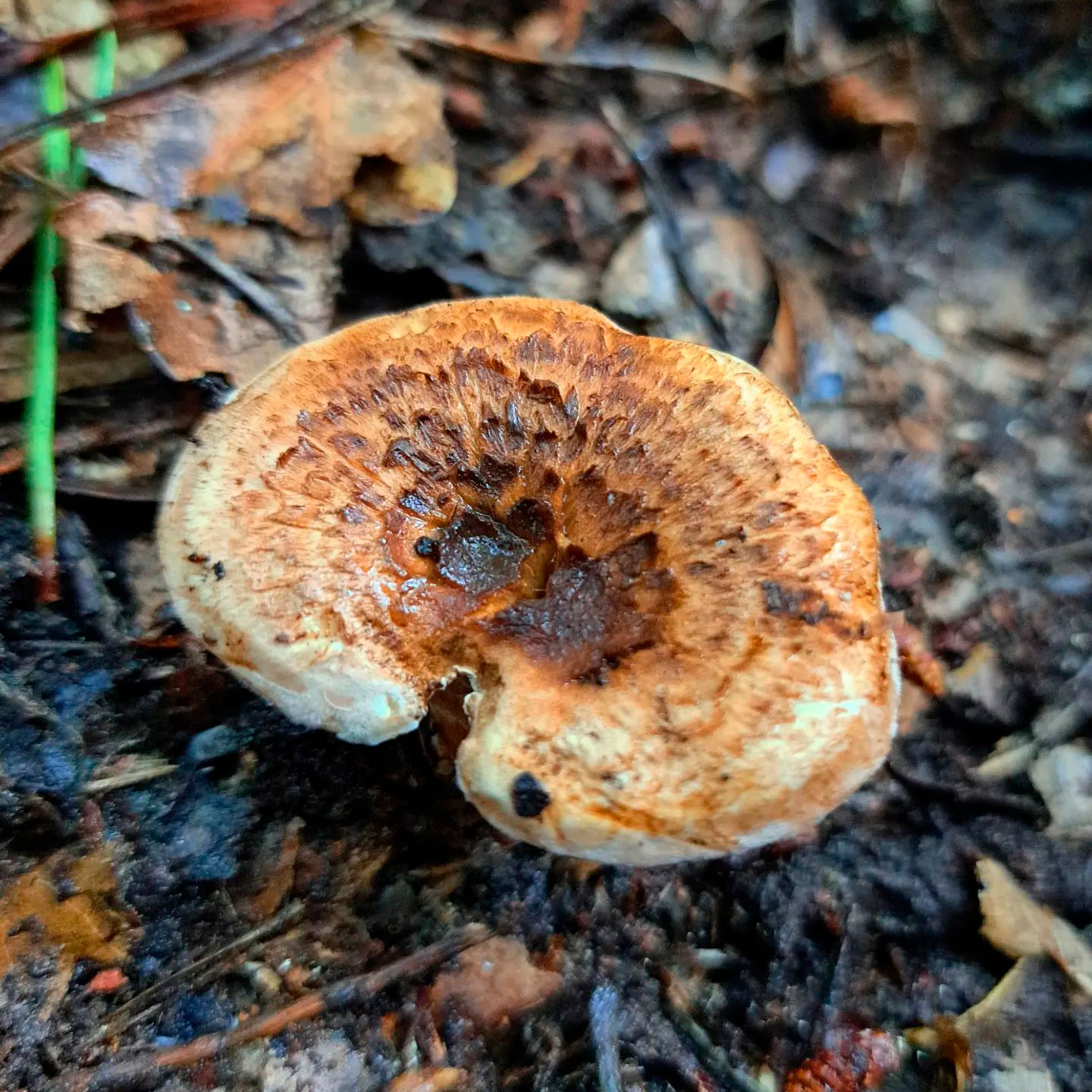 Ежовик шероховатый (Sarcodon scabrosus) 