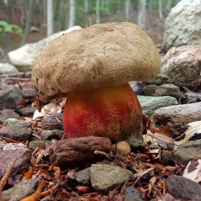 Боровик красивый (Caloboletus calopus)