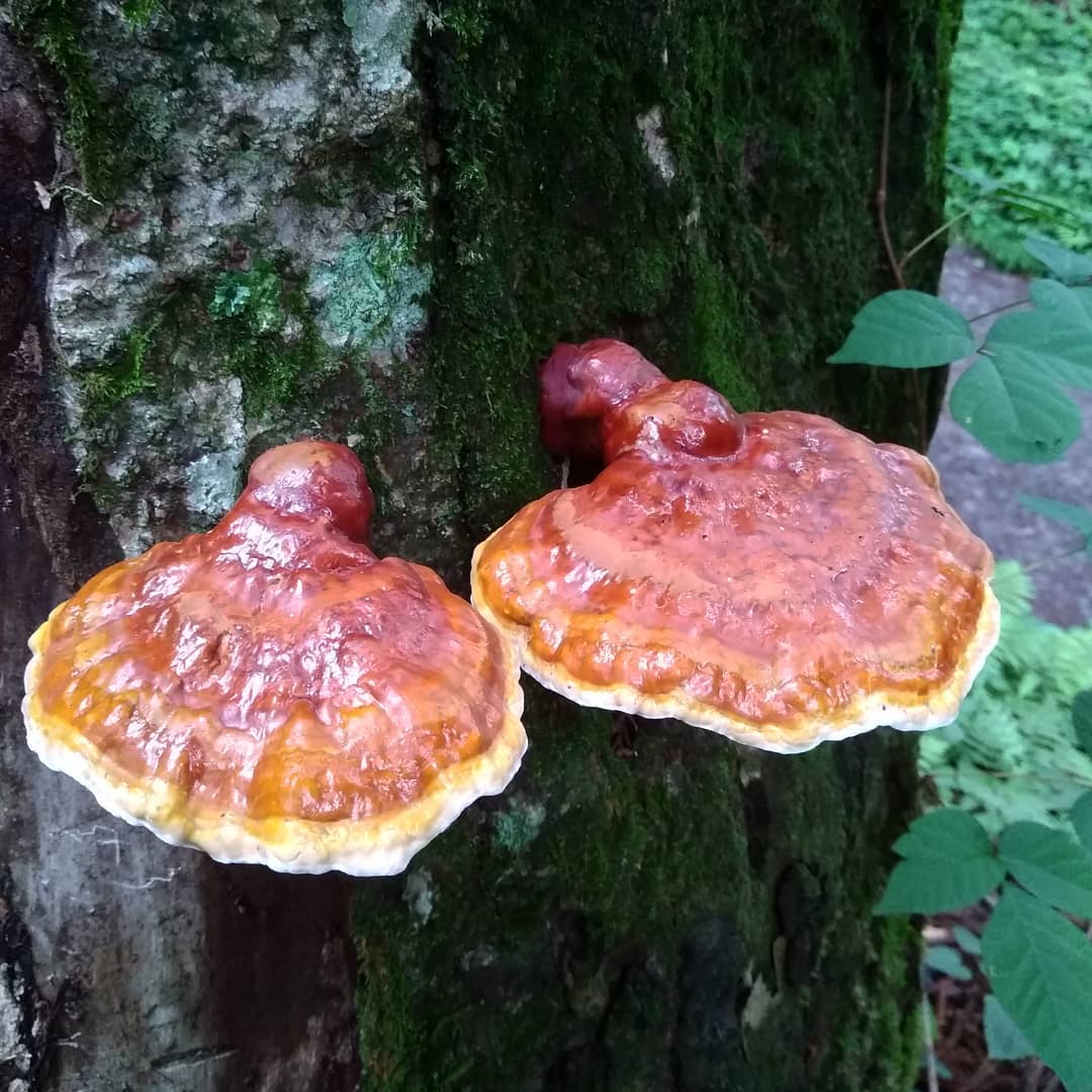 Ганодерма валезийская (Ganoderma valesiacum)