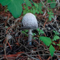 Навозник каштановоспоровый (Coprinus spadiceisporus)
