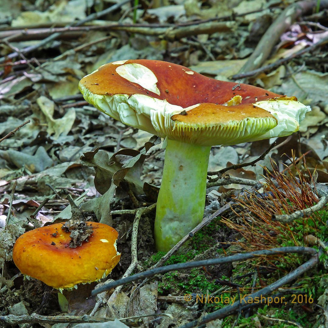 Сыроежка золотисто-желтая (Russula risigallina)