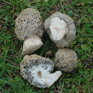 Сморчок губчатый (Morchella spongiola)