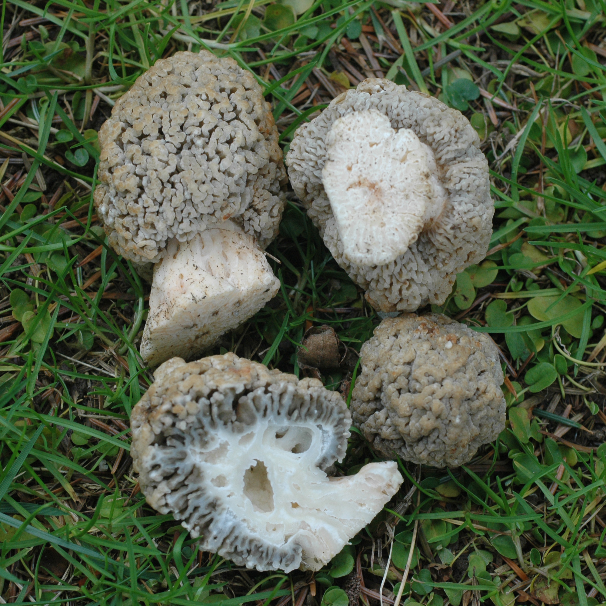 Сморчок губчатый (Morchella spongiola)