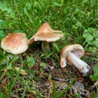 Волоконница краснеющая (Inocybe patouillardii)
