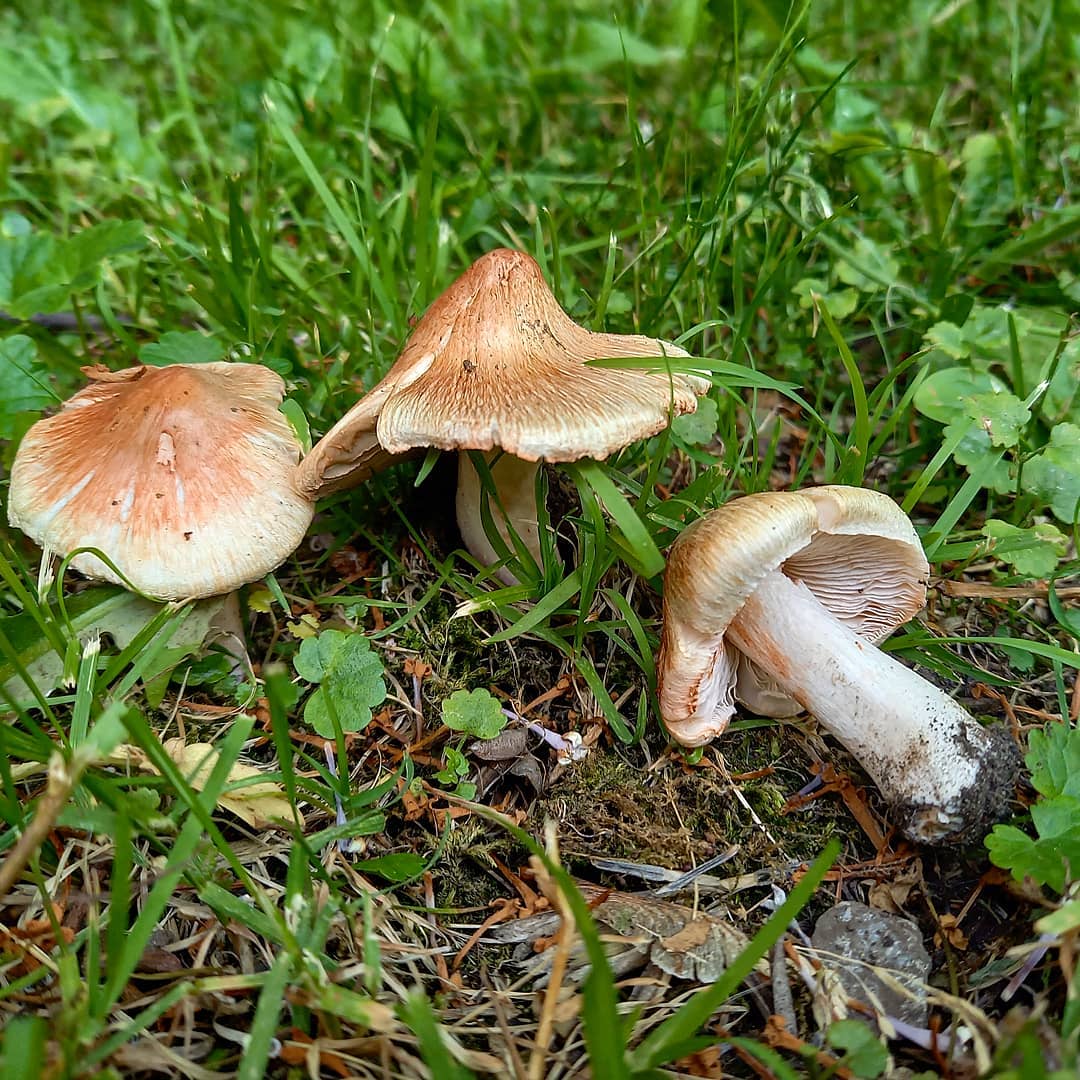 Волоконница краснеющая (Inocybe patouillardii)