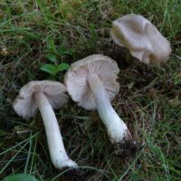 Розовопластинник садовый (Entoloma clypeatum)