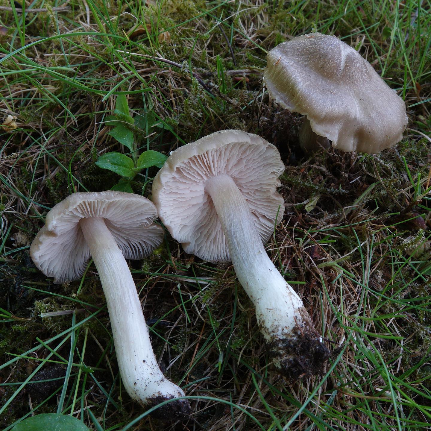 Розовопластинник садовый (Entoloma clypeatum)