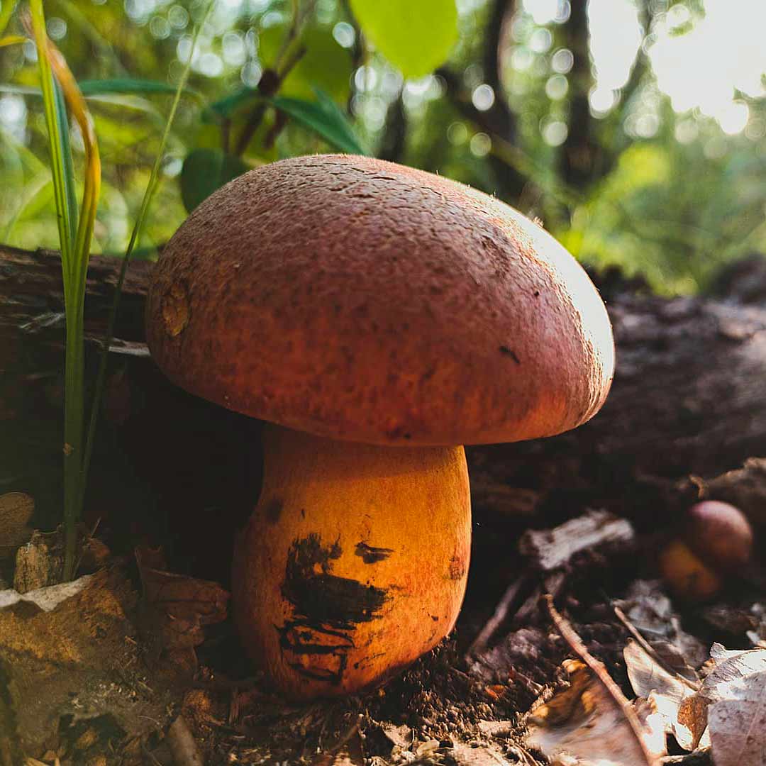 Боровик пурпурный (Boletus purpureus)
