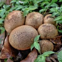 Ложнодождевик бородавчатый (Scleroderma verrucosum)