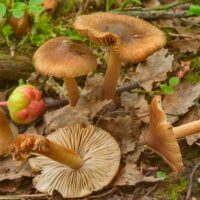 Волоконница репчатая (Inocybe napipes)
