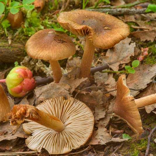 Волоконница репчатая (Inocybe napipes)