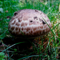 Шампиньон паровой (Agaricus vaporarius)