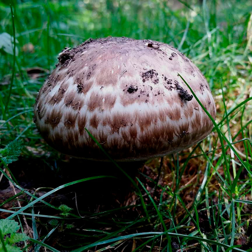 Шампиньон паровой (Agaricus vaporarius)