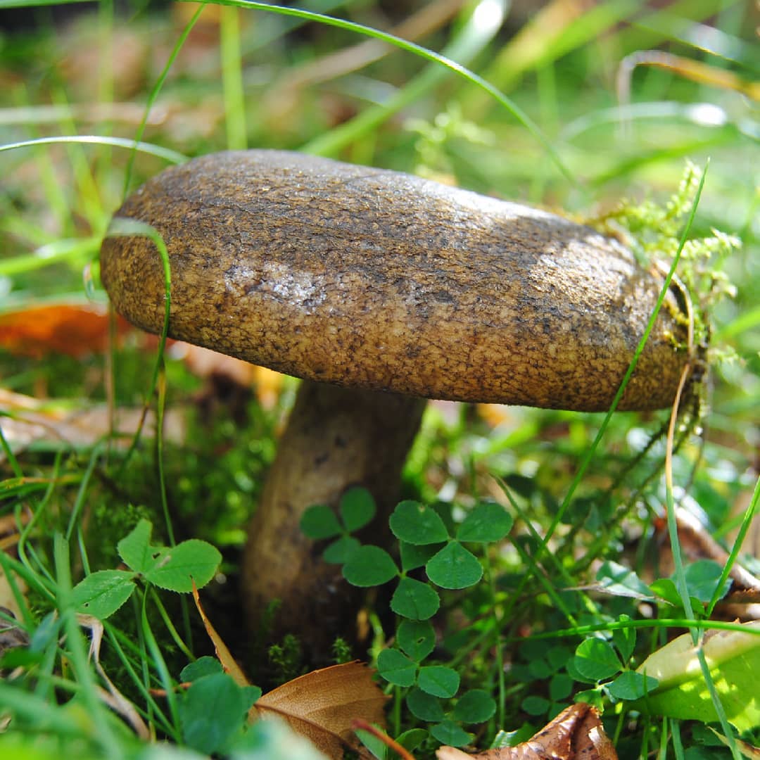 Сыроежка черная (Russula adusta)