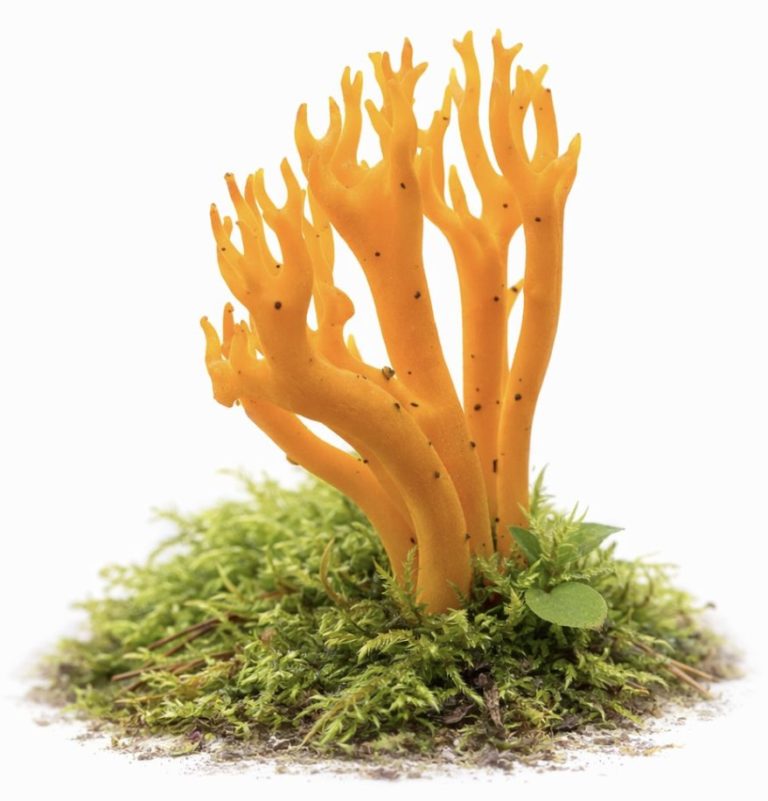 Рамария жёлтая (Ramaria flava)