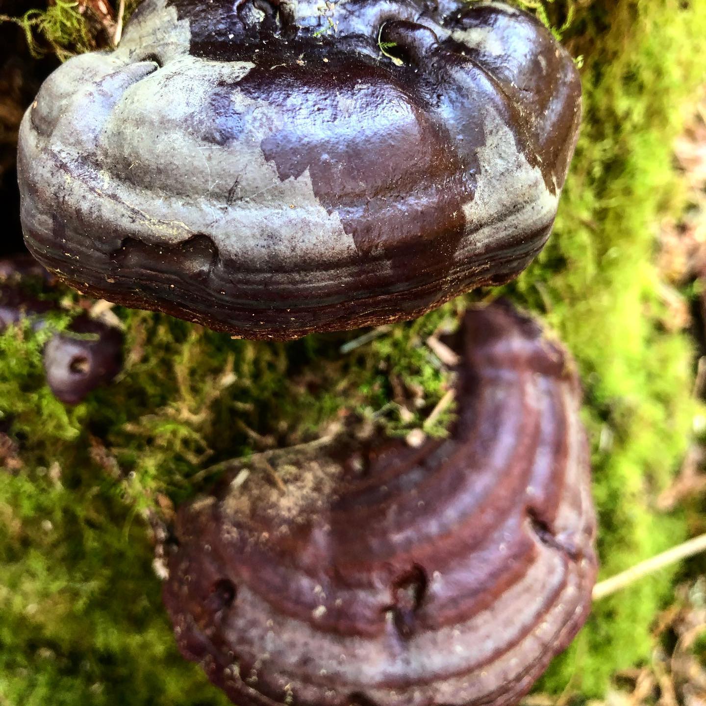 Ганодерма орегонская (Ganoderma oregonese)