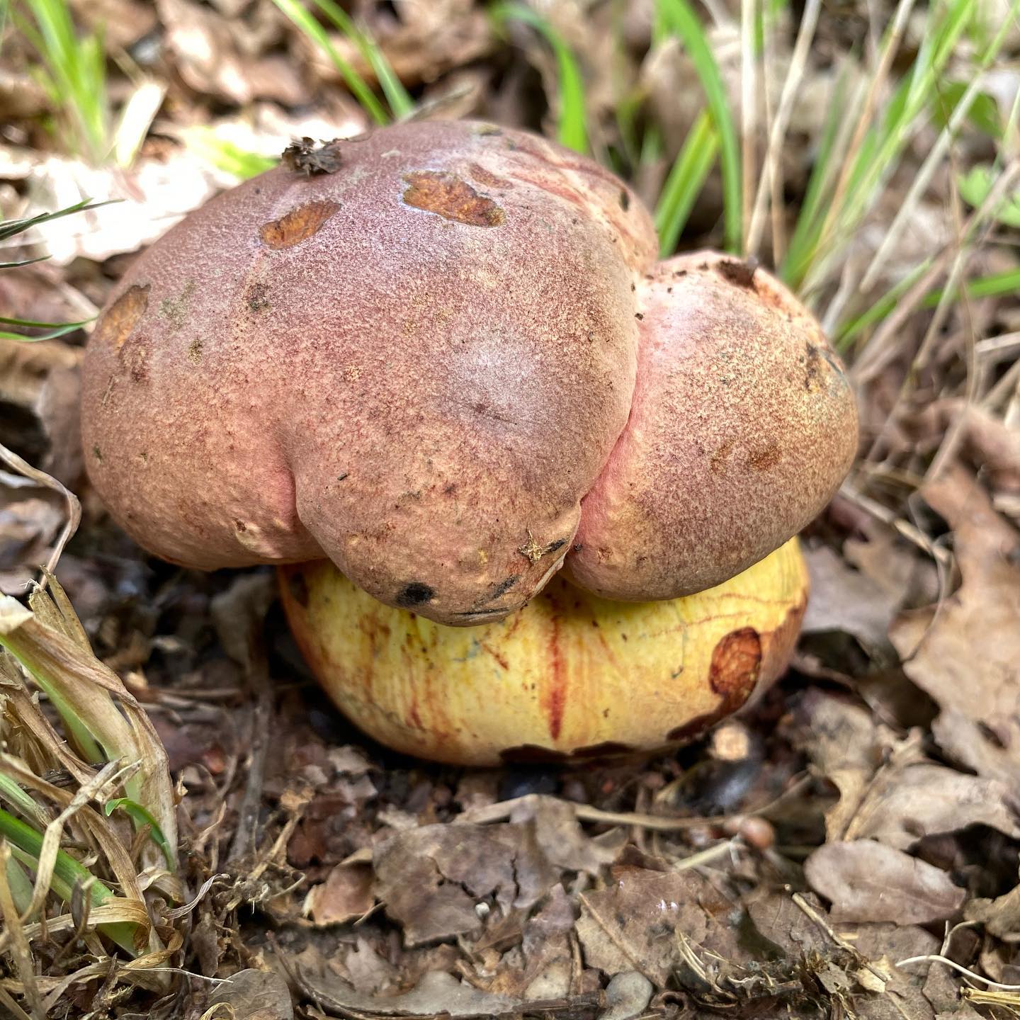 Боровик розово-пурпурный (Boletus rhodopurpureus)